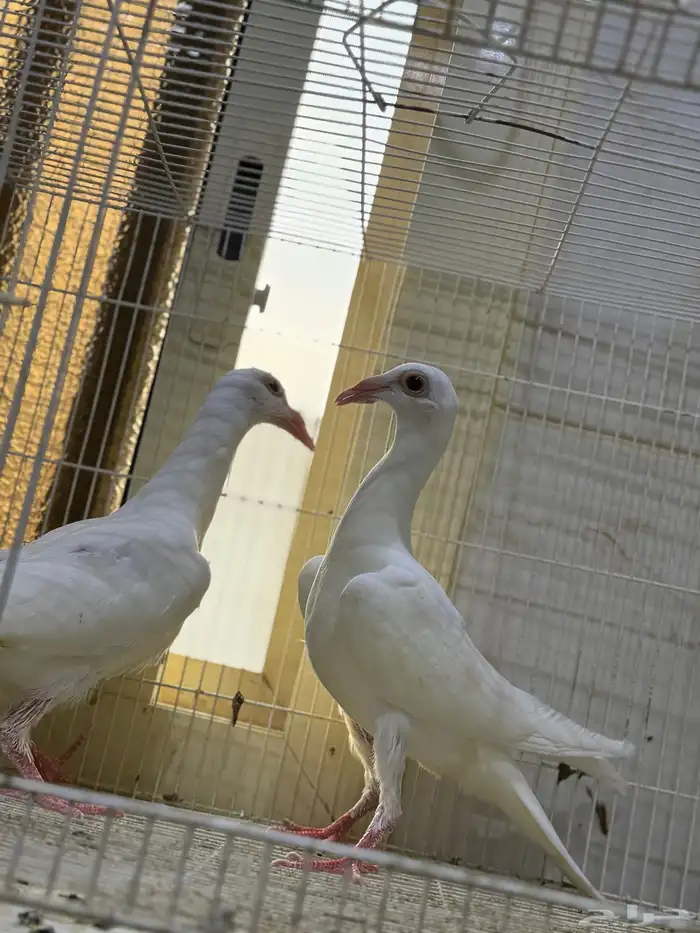 طبات كارير ابيض 9