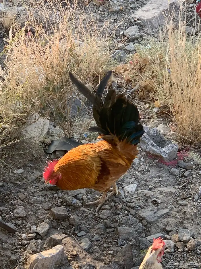 السلام عليكم ورحمة الله وبركاته ديك للبيع 2