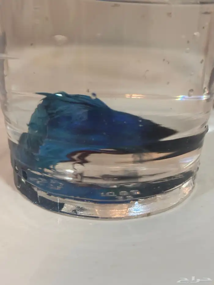 اسماك الفايتر 10