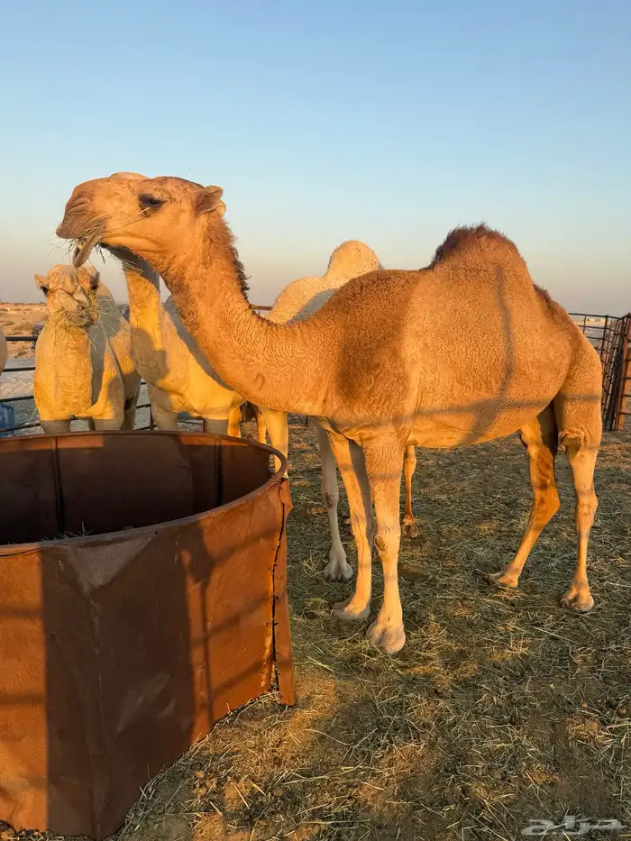 لقحه بكر حمراء 2