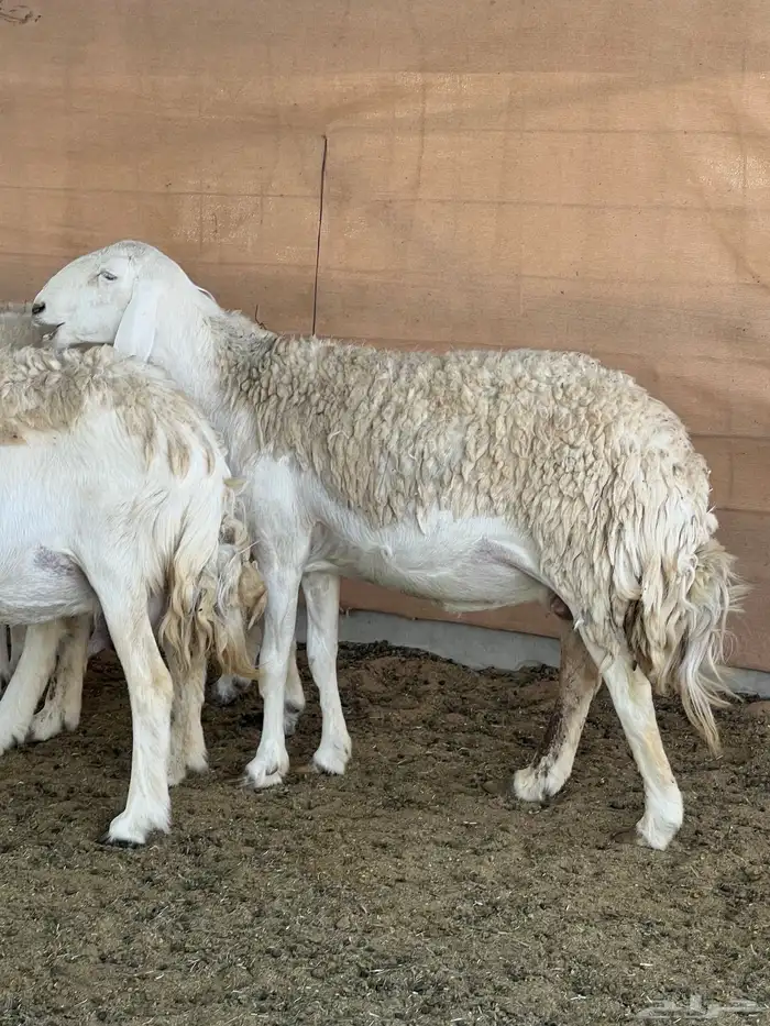 حريات صنف الصنف مراح متعوب عليه 0