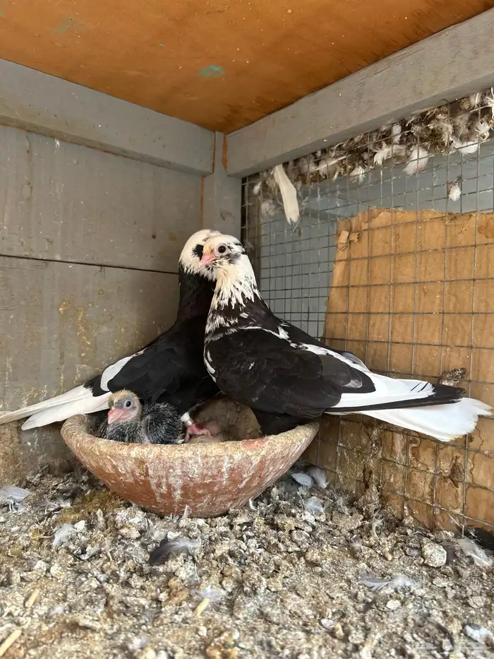 للبيع جوز قطيفي 2