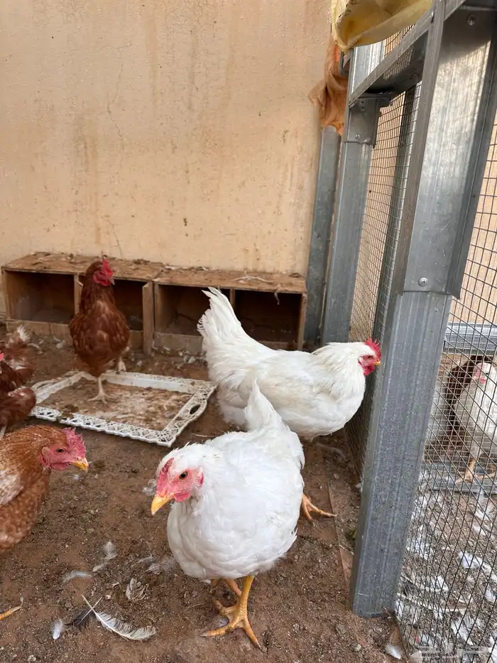 ديوك لوهمان عدد خمسه او سته بيور 4