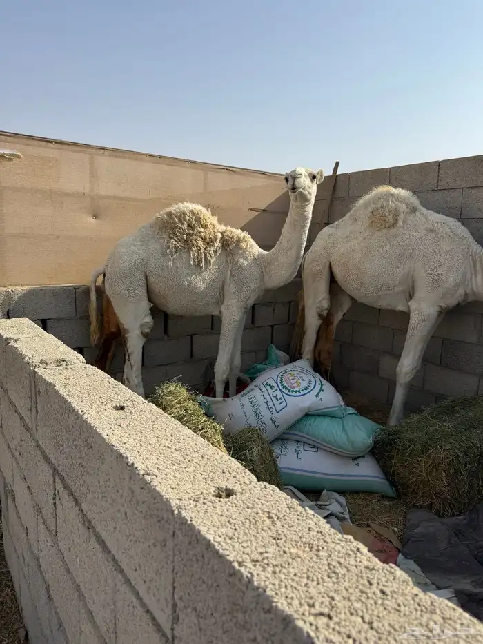 ناقه وضحا ضريبه 6