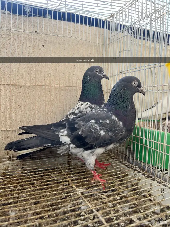 حمام باكستاني مستوى توب 0