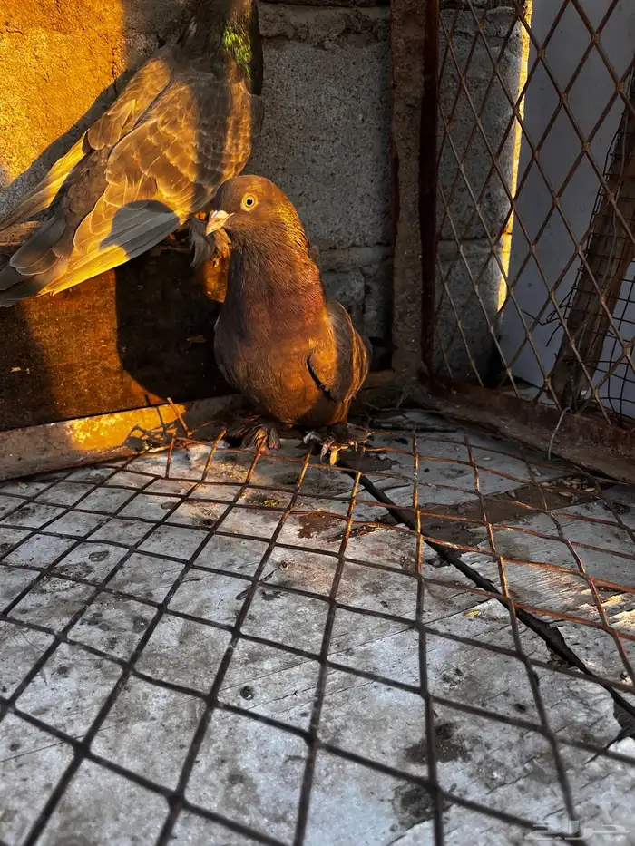 اتراك طحيني للبيع 1