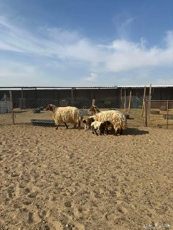 مطافيل انعيم طيبه اللبييع 0