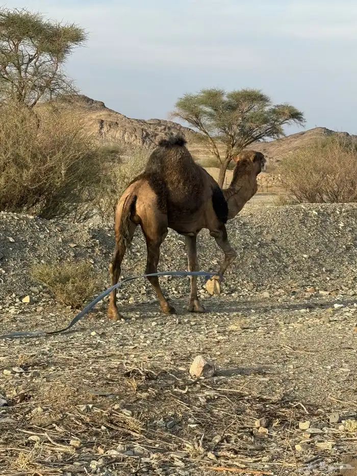 للبيع بعير حمر جرم كايف ضراب وعشار 31