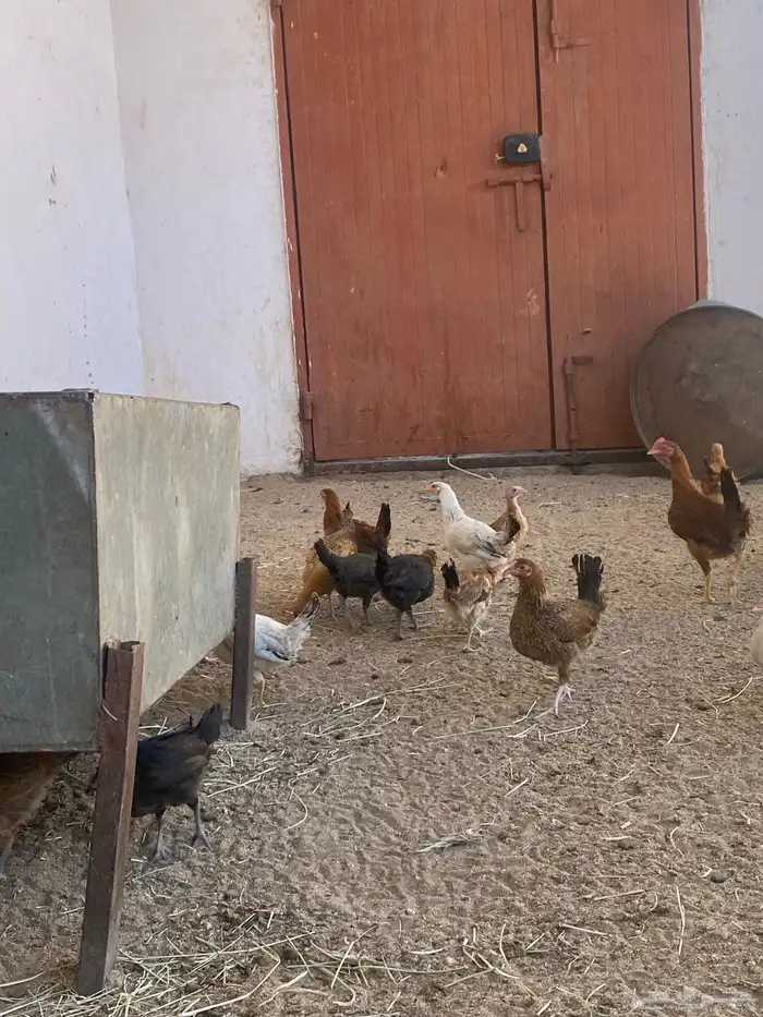 البيع دجاج بلدي شرط من المرض 4