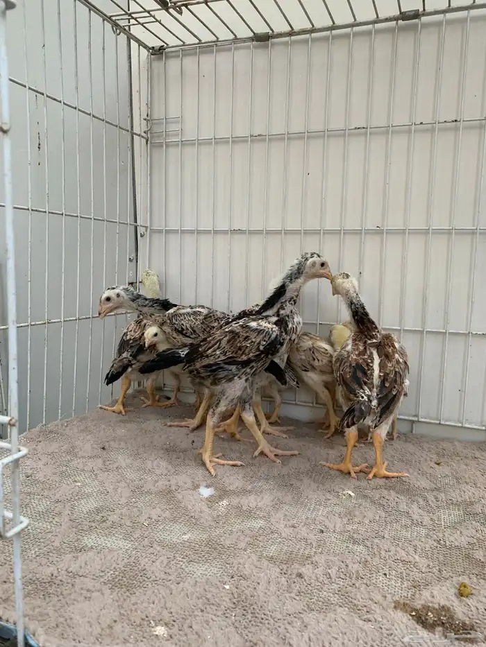 للبيع دجاج شامو ياباني فاخر 7