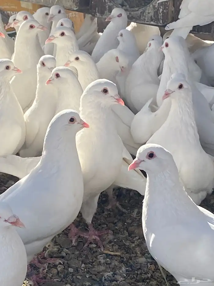 حمام فرنسي سوبر جانبو ملكي فاخر 4