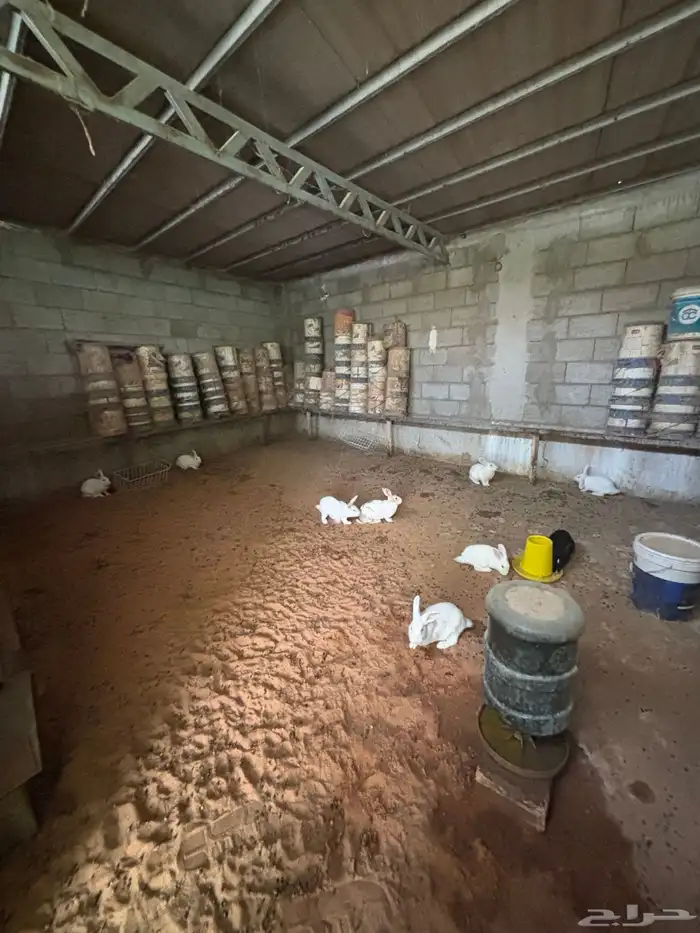 وز العدد حول 50 و أرانب العدد حول 12 صحتهم جيدا جدا 3