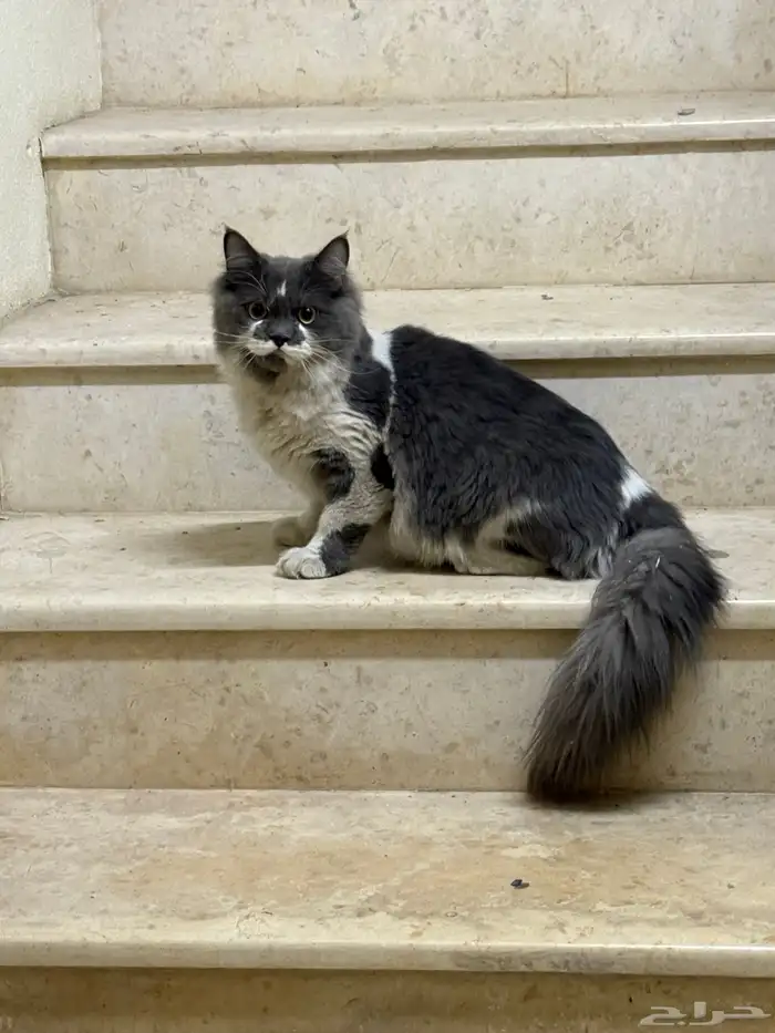 قطه ضايعه فمحاسن ارامكو 0