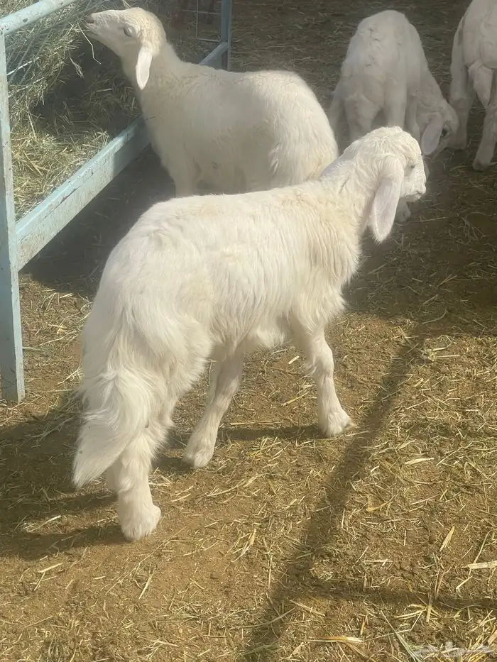 بهم حري بهم دواغير 38