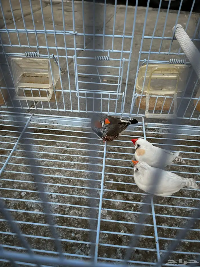 طيرور زيبرا ذكرين 1