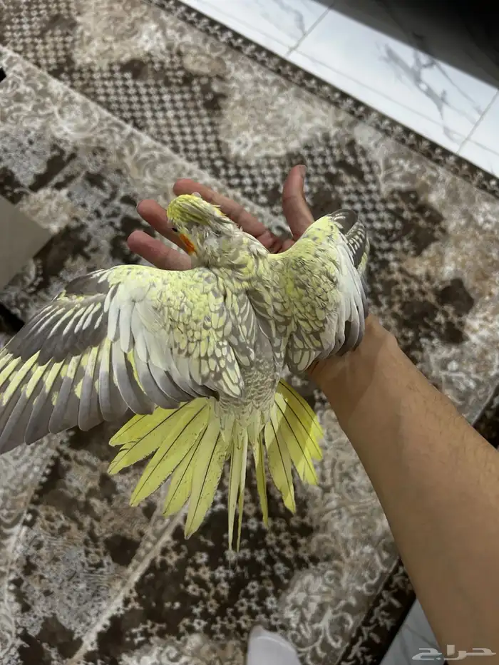 زوج كروان الانثى فراشه زي ماتشوفون و ذكر اليفه 7