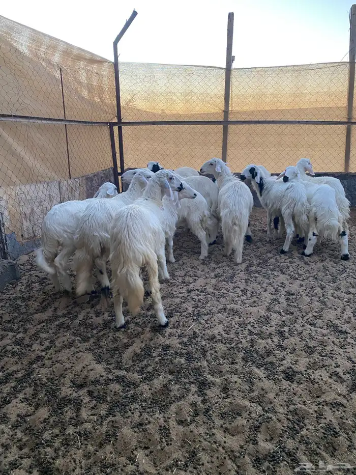 خرفان ورخال 0