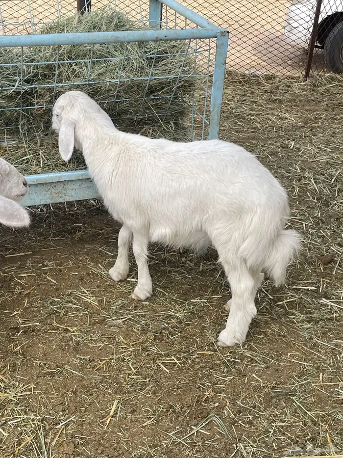 بهم حري بهم دواغير 1