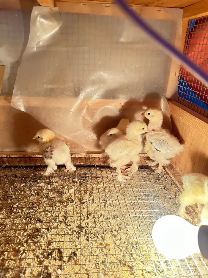 صيصان براهما 7