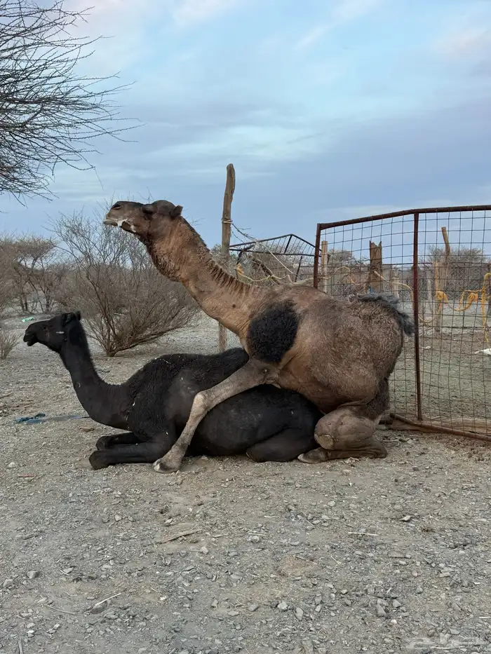 للبيع بعير حمر جرم كايف ضراب وعشار 35