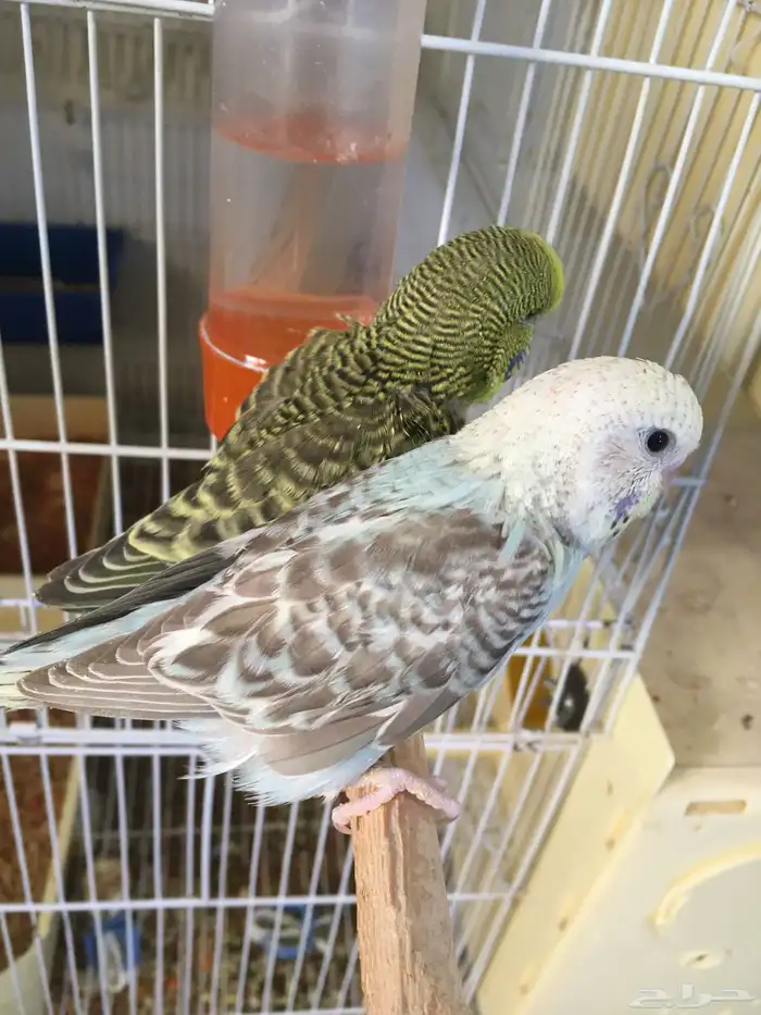 زوج بادجي دمكس انجليزي مع 4 فروخ الانثى بلاك وينج 7