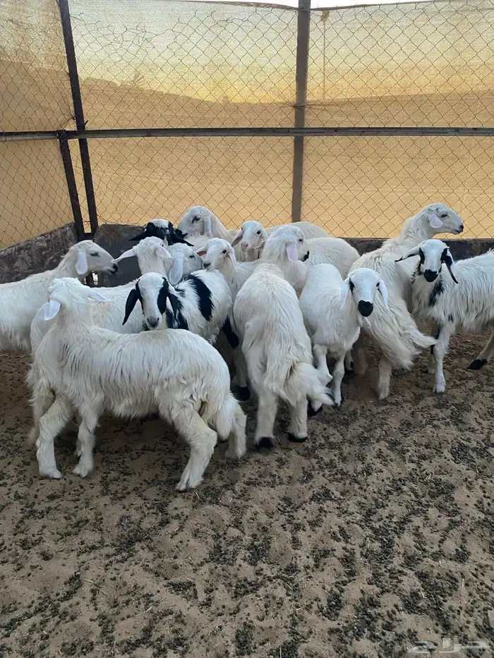 خرفان ورخال 2