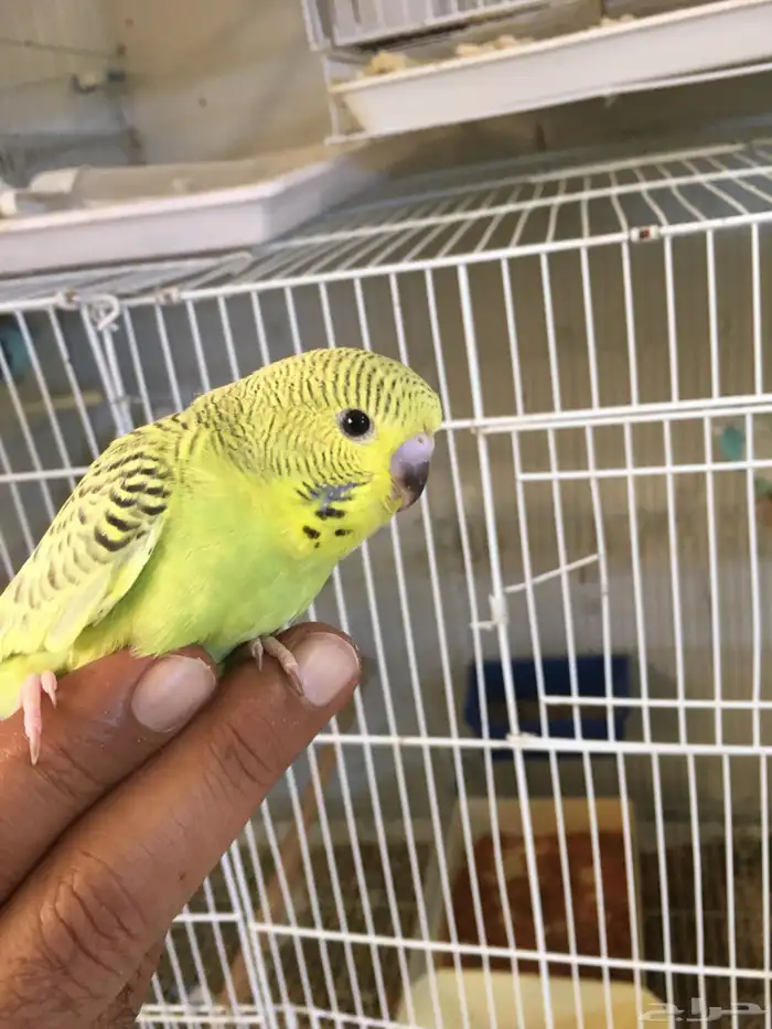 زوج بادجي دمكس انجليزي مع 4 فروخ الانثى بلاك وينج 11