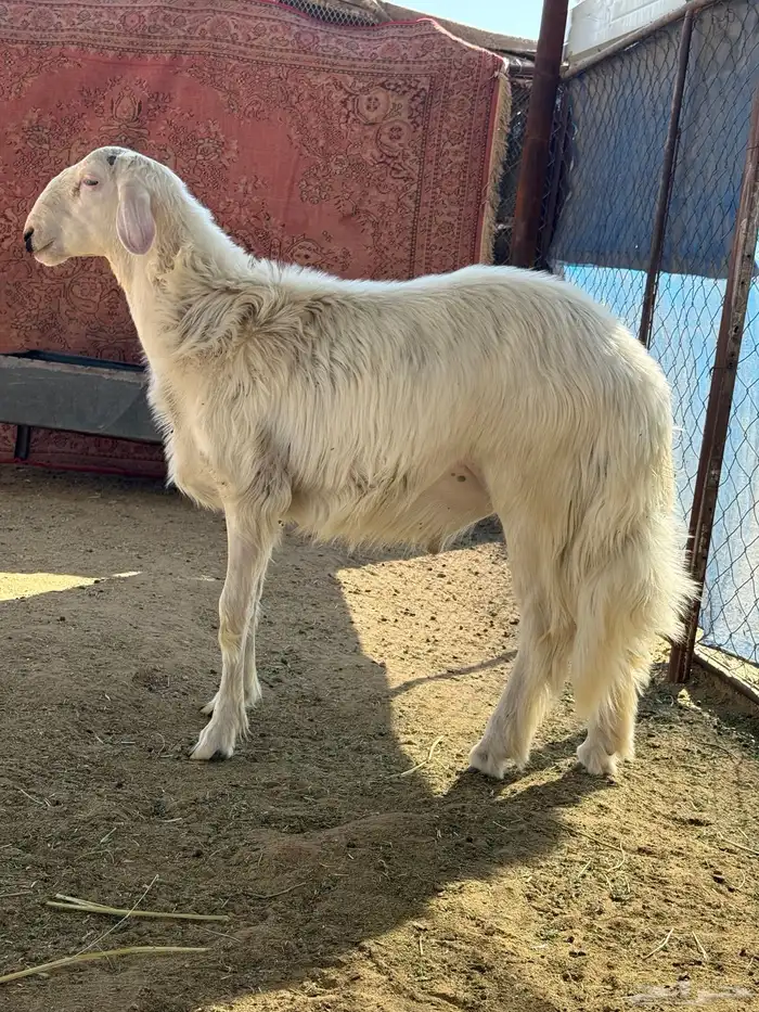 خروف اصفر كفو مشروع فحل 3