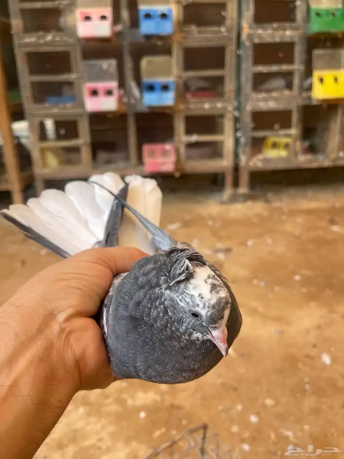 طبات مميزه معاريف 2