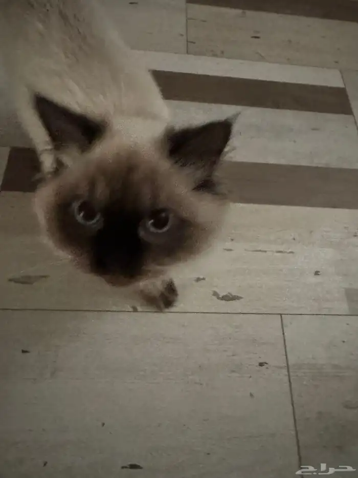 قطوه همالايا عمرها 7 شهور تقريبا بدون مقابل 1