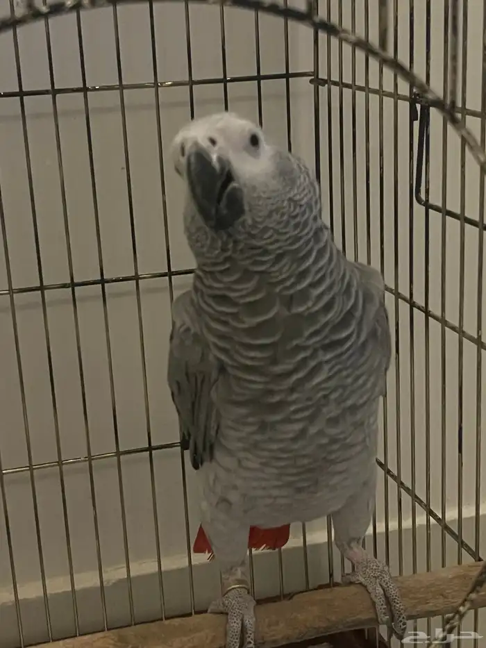 ببغاء كاسكو ماشاء الله تبارك الله متكلم 0