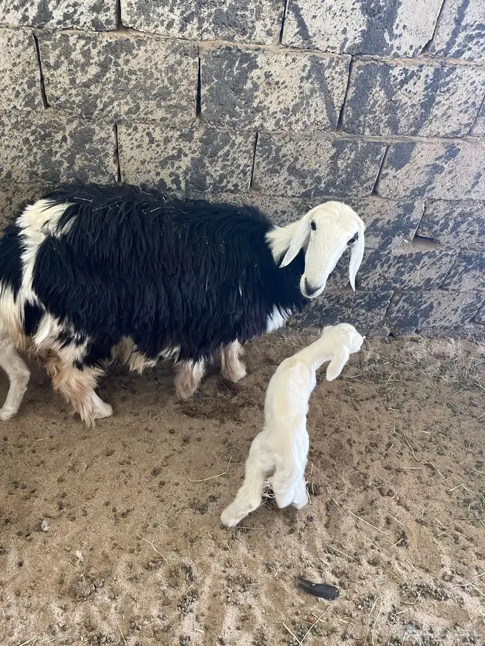 نجدية جذعه تحتها خروف مهجن حري ورايم وديد سليم ومشروطه 3