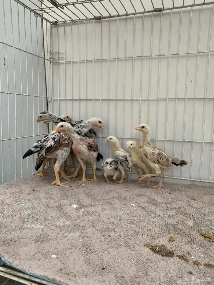 للبيع دجاج شامو ياباني فاخر 6