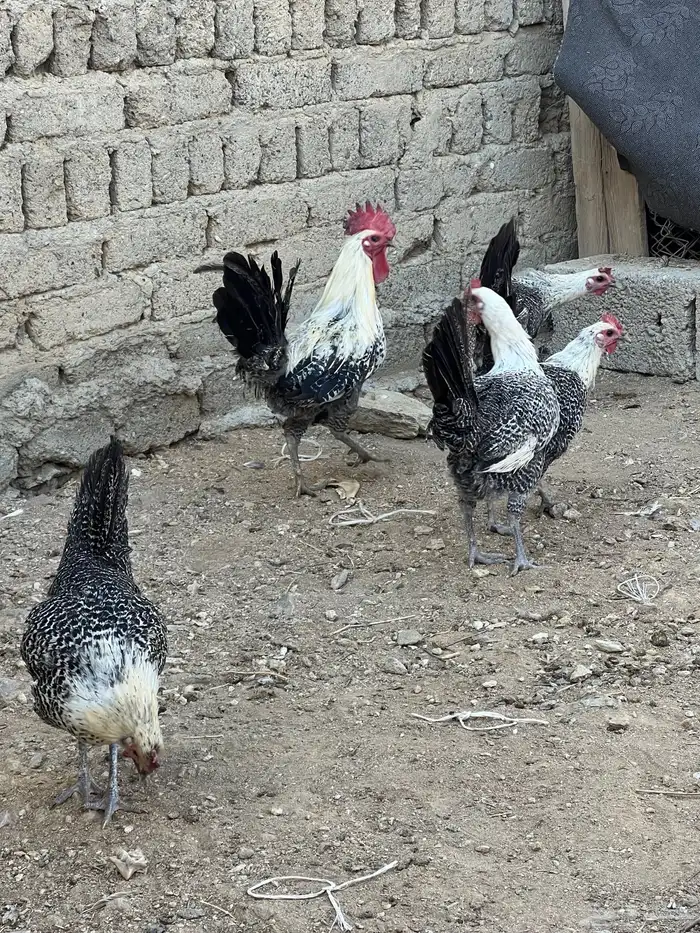 دجاج فيومي أصلي 3