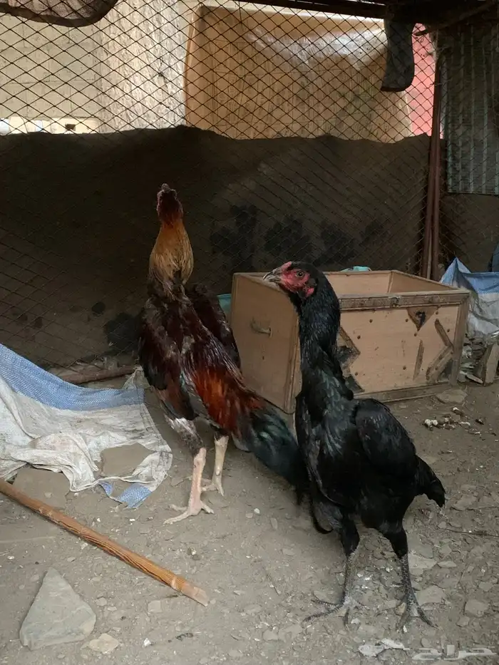 دجاج شامو الماني وياباني 0