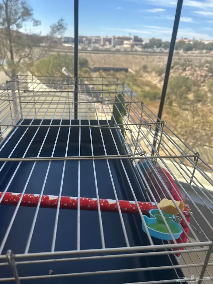 طير بغبغاء دره 0