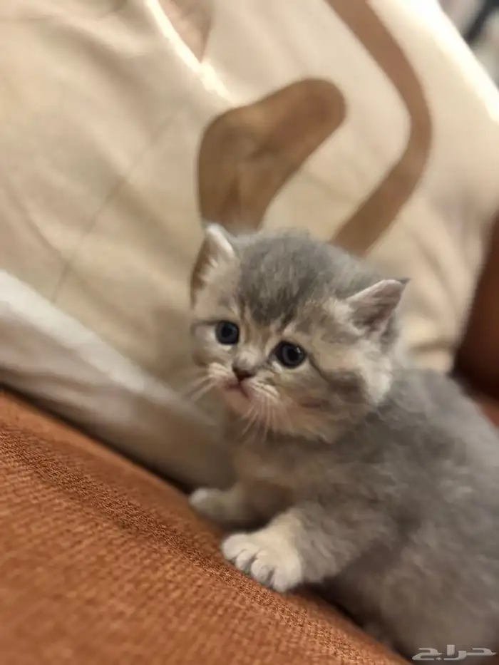 قطه للبيع 13