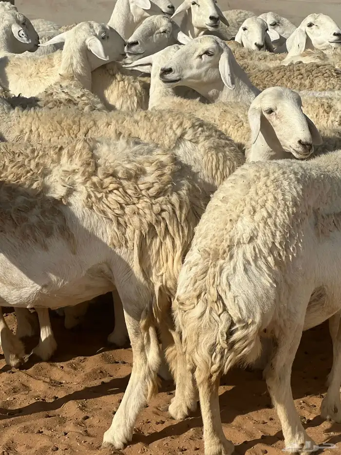 حريات صنف الصنف مراح متعوب عليه 19