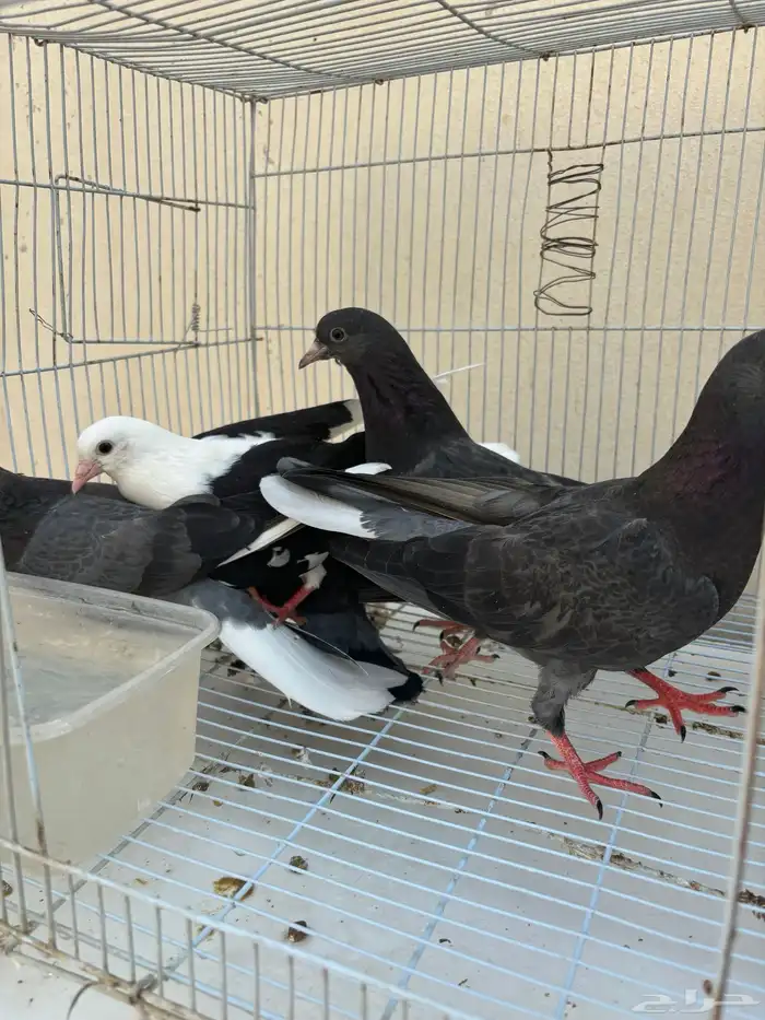 طبات قطايف جاهزه للترسيم 0