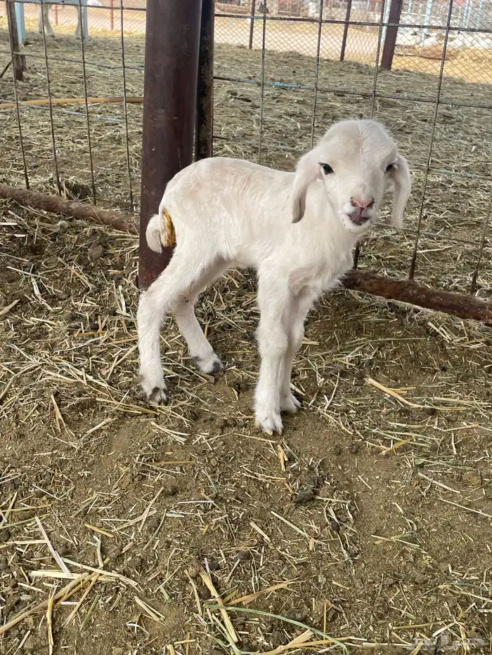 بهم حري بهم دواغير 53