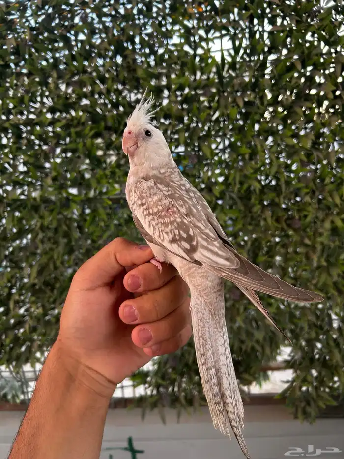 فرخ كروان هولندي فراشة وايت فيس اليف و هدد 0