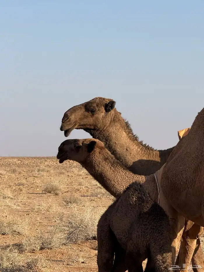 للبيع قعود مفرود باتلي 1