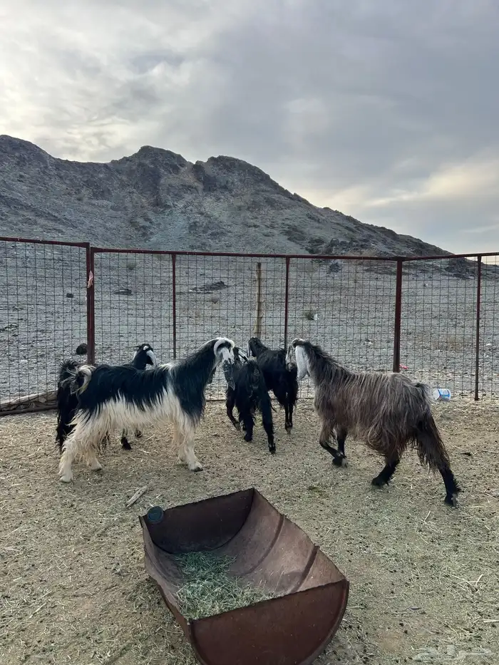 غنم وجفار مراح مضاريع ودفيع 5