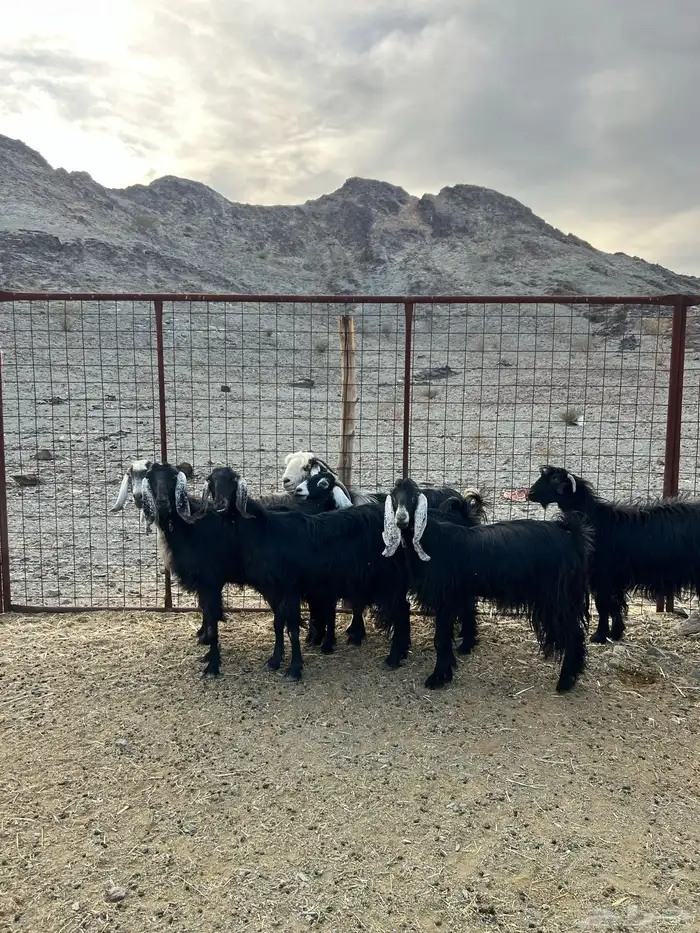 غنم وجفار مراح مضاريع ودفيع 6