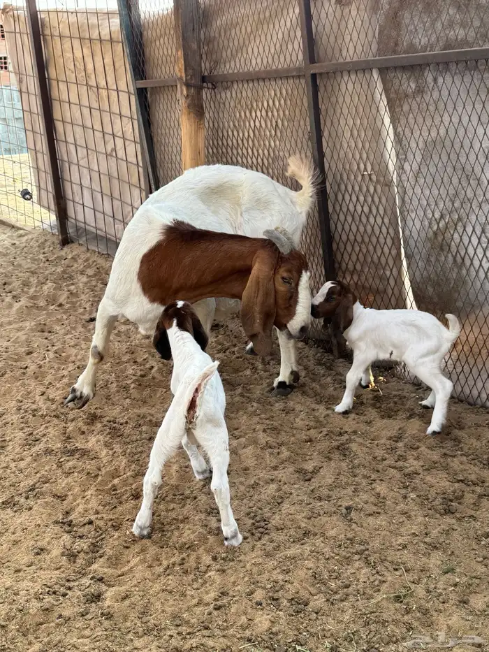 عنز بورقوت تحتها اثنين تيوس دم صافي 5