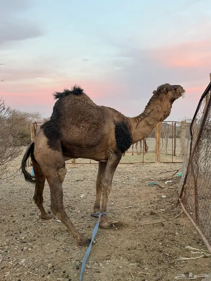 للبيع بعير حمر جرم كايف ضراب وعشار 16