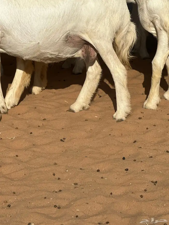 حريات صنف الصنف مراح متعوب عليه 27