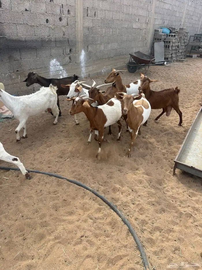 معزا متابيع 3