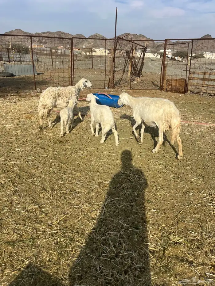 للبيع ضان ولد 1