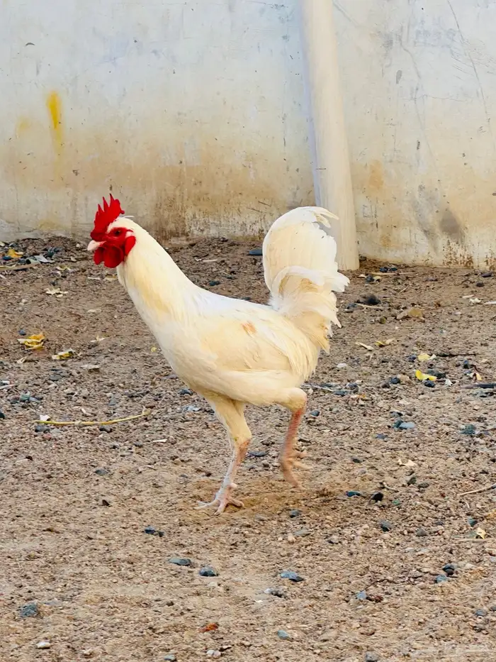 ديك تبيض و دجاجه برهما 1